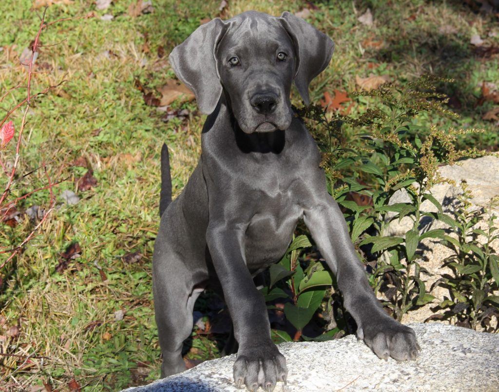 41 HQ Photos Great Dane Puppies For Sale In Florida : European Great Dane Puppies For Sale In Tampa Florida Classified Americanlisted Com